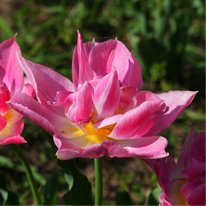 Tulipán Peach Blossom - Tulipa - prodej cibulovin - 3 ks