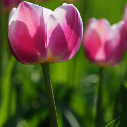 Tulipán Ollioules - Tulipa - cibuloviny - 3 ks
