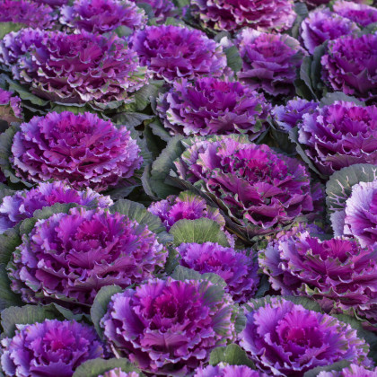 Okrasné zelí Pigeon Purple F1 - Brassica oleracea - prodej semen - 20 ks