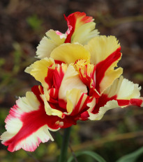 Tulipán Flamming Parrot - Tulipa - prodej cibulovin - 3 ks