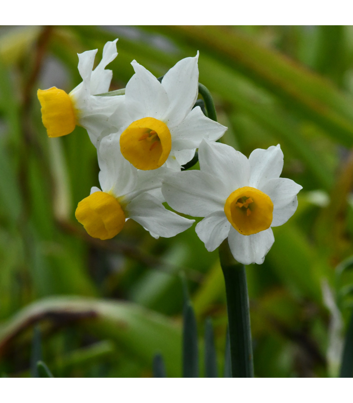 Narcis Canaliculatus - Narcissus - prodej cibulovin - 3 ks