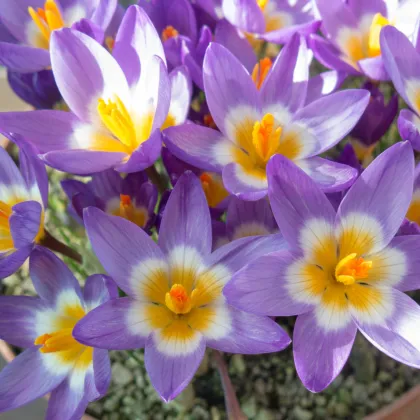 Krokus Tricolor - Crocus - prodej cibulovin - 3 ks