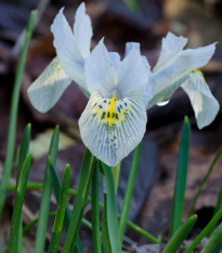 Kosatec síťkovaný bílý - Iris reticulata - prodej cibulovin - 3 ks