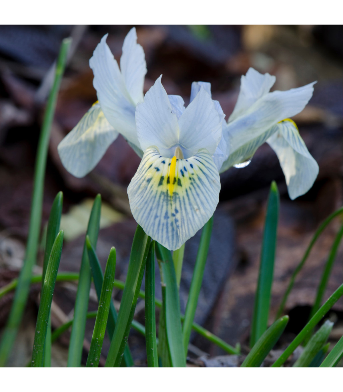 Kosatec síťkovaný bílý - Iris reticulata - prodej cibulovin - 3 ks