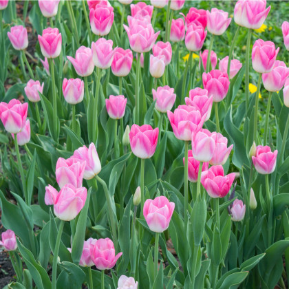 Tulipán Dynasty - Tulipa - prodej cibulovin - 3 ks