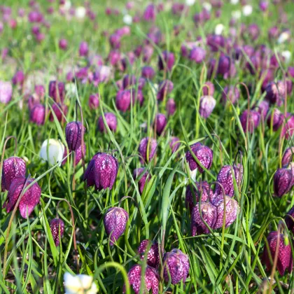 Řebčík kostkovaný - Fritillaria meleagris - prodej cibulovin - 3 ks