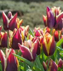 Tulipán Gavota - Tulipa - prodej cibulovin - 3 ks