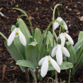 Elwésova sněženka - Galanthus elwesii - prodej cibulovin - 3 ks