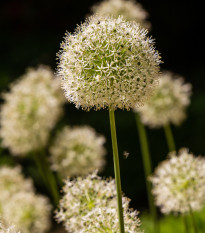 Česnek Mont Blanc - Allium - prodej cibulovin - 1 ks