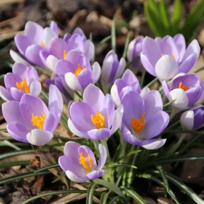 Krokus Tomasiniho Lilac Beauty - Crocus tommasinianus - prodej cibulovin - 3 ks