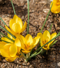 Krokus zlatý - Krokus fuscotinctus - prodej cibulovin - 3 ks