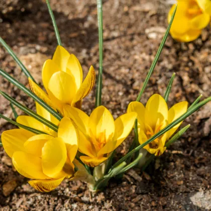 Krokus zlatý - Krokus fuscotinctus - prodej cibulovin - 3 ks