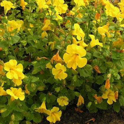 Kejklířka žlutá - Mimulus luteus - prodej semen - 200 ks