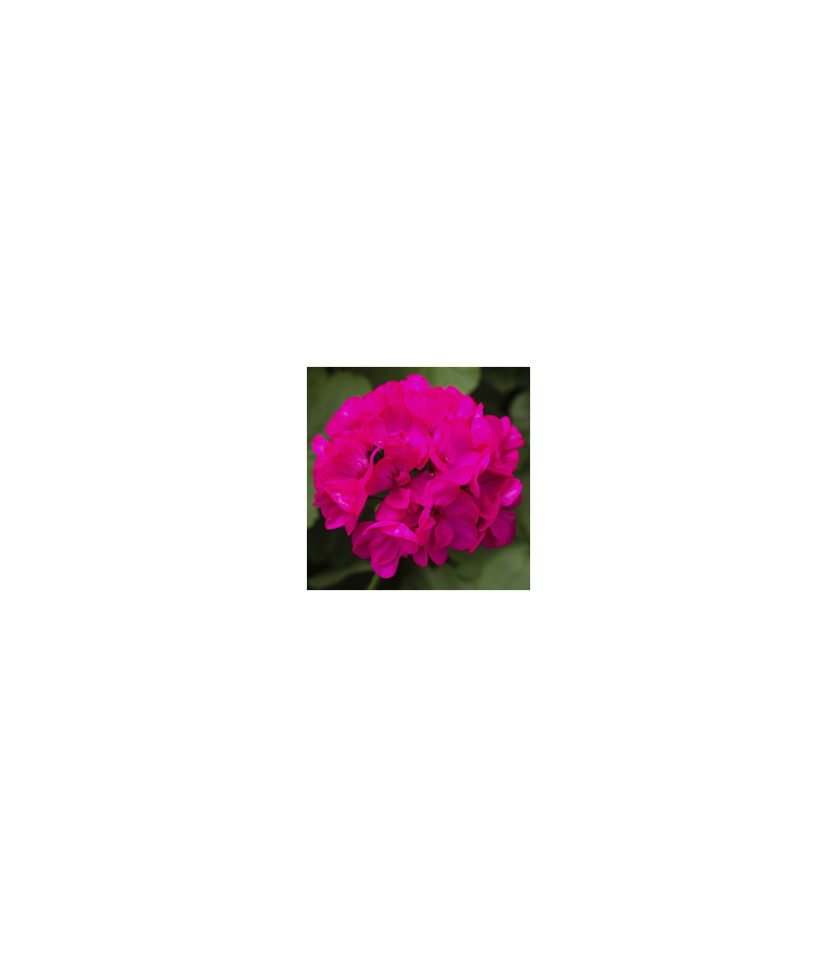 Muškát páskatý Nekita Deep Rose F1 - Pelargonium zonale - prodej semen - 4 ks