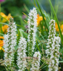 Šuškarda bílá Alba - Liatris spicata - prodej cibulovin - 5 ks