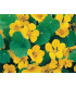 Lichořeřišnice nízká Tip Top Gold - Kapucínka - Tropaeolum minus - prodej semen - 10 ks