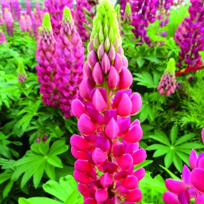 Lupina mnoholistá Lupini Red - Vlčí bob - Lupinus polyphyllus - prodej semen - 15 ks