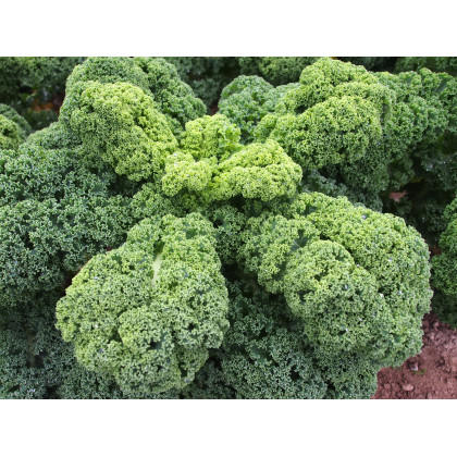 Kadeřávek Husar - Brassica oleracea L. - semena - 0,5 gr