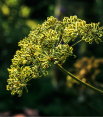 Anýz - Pimpinella anisum - prodej semen - 250 ks