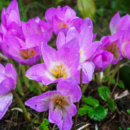 Ocún Lilac Wonder - Colchicum - prodej cibulovin - 1 ks