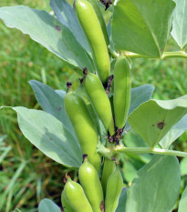 Bob obecný - Vicia faba - prodej semen - 15 ks