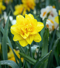 Narcis Golden Ducat - Narcissus L. - prodej cibulovin - 3 ks