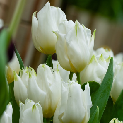 Tulipán Agrass White - Tulipa - prodej cibulovin - 3 ks