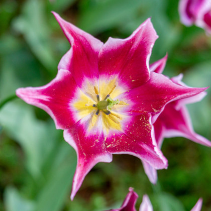 Tulipán Claudia - Tulipa - prodej cibulovin - 3 ks