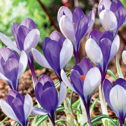 Krokus Yalta - Crocus sativus - prodej cibulovin - 3 ks