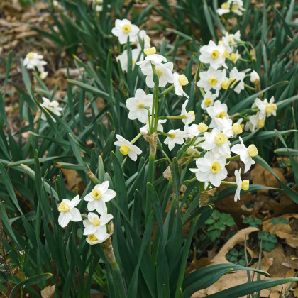 Narcis Avalanche - Narcissus - prodej cibulovin - 3 ks