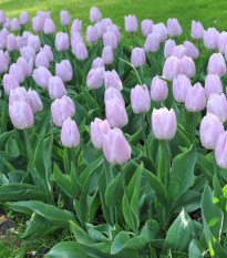 Tulipán Candy Prince - Tulipa - prodej cibulovin - 3 ks