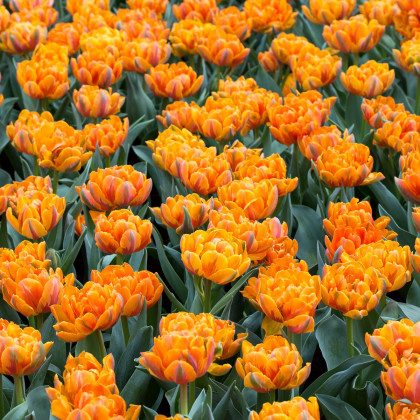 Tulipán - Carnaval de Nice - cibule tulipánů - prodej cibulovin - 4 ks