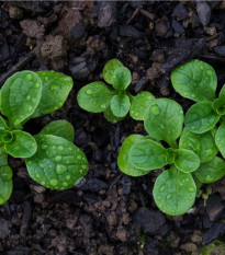 BIO Kozlíček polníček Vít - Vallerianella locusta - prodej bio semen - 100 ks