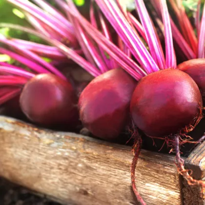 BIO Řepa Ägyptische Plattrunde - Beta vulgaris - prodej bio semen - 50 ks