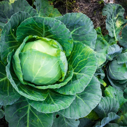 BIO Zelí bílé Filderkraut - Brassica oleracea - prodej bio semen - 50 ks