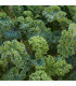BIO Kadeřávek Lerchenzungen - Brassica oleracea - prodej bio semen - 50 ks