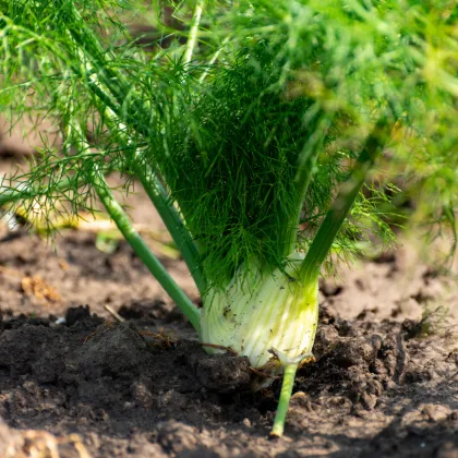 BIO Fenykl bulvový Selma - Foeniculum vulgare - prodej bio semen - 50 ks