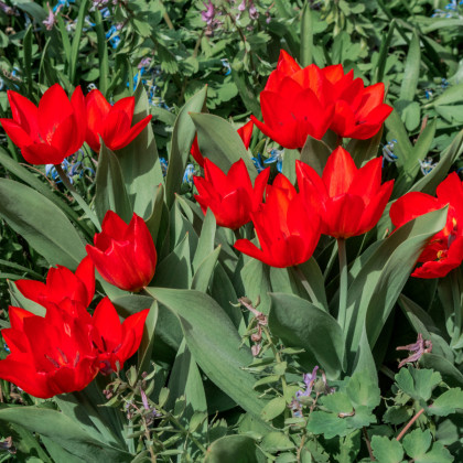 Tulipán vícekvětý praestans Zwanenburg var. - Tulipa - prodej cibulovin - 3 ks