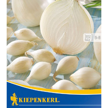 Cibule sazečka Silvermoon - Allium cepa - prodej cibulek - 50 ks