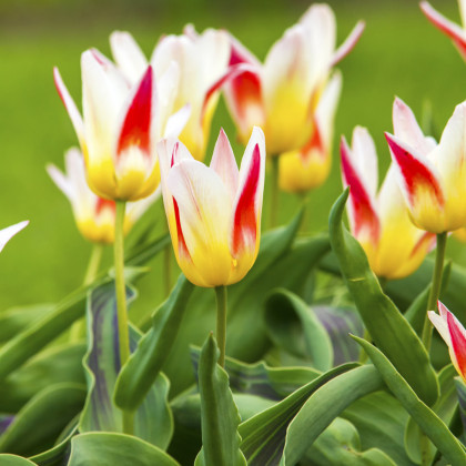 Tulipán Johann Strauss - Tulipa - prodej cibulovin - 3 ks