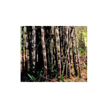 Bambus železný - Dendrocalamus Strictus - semena - 2 ks