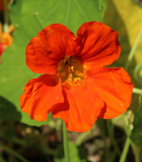 Lichořeřišnice Jewel Cherry Rose - Kapucínka - Tropaeolum minus - prodej semen - 10 ks