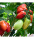 BIO Rajče San Marzano - Solanum lycopersicum - prodej bio semen - 7 ks