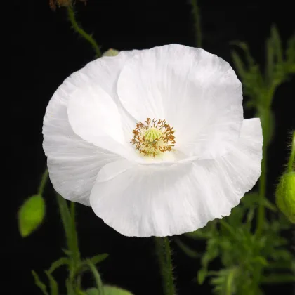 Mák Bridal Silk - Papaver rhoeas - prodej semen - 100 ks