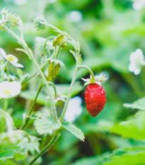 Jahodník lesní Tubby Red - Fragaria vesca - prodej semen - 15 ks