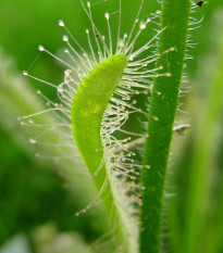 Rosnatka kapská nízká White flower - Drosera Capensis - prodej semen - 15 ks