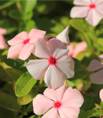 Barvínek Apricot F1 - Catharanthus - prodej semen - 30 ks