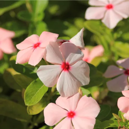 Barvínek Apricot F1 - Catharanthus - prodej semen - 30 ks