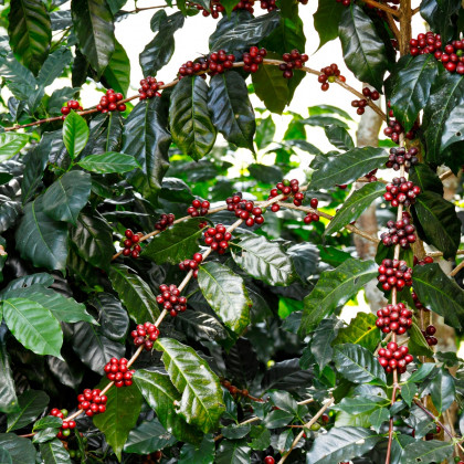 Kávovník arabský Himalaya - Coffea arabica - prodej semen - 5 ks