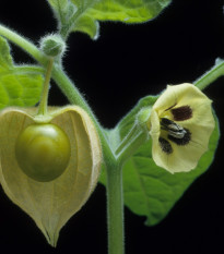 Mochyně ojíněná Ananas - Physalis pruinosa - prodej semen - 200 ks